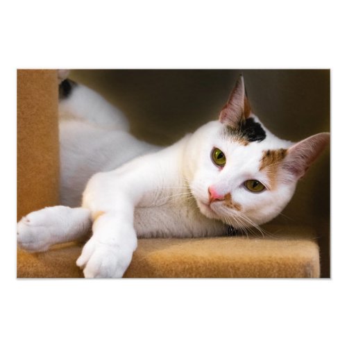 Cute Relaxing White Calico Cat Photo Print