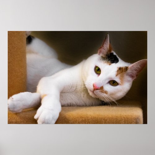 Cute Relaxing White Calico Cat Poster