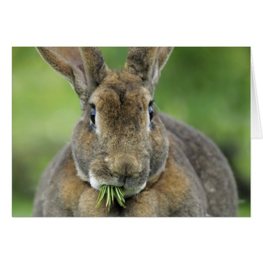 Cute Rex Bunny Rabbit Eating Fir Needles Cards (Front Horizontal)