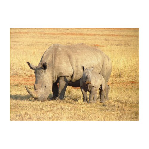 Cute rhinoceros in africa   acrylic print