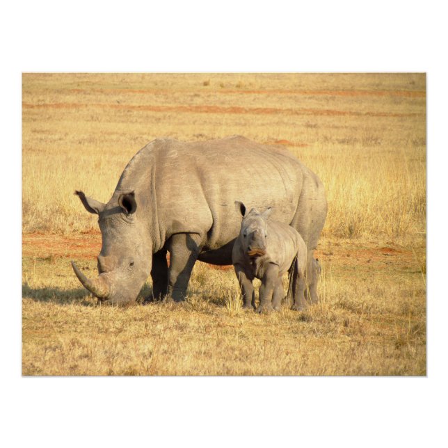 Cute rhinoceros in africa   poster (Front)