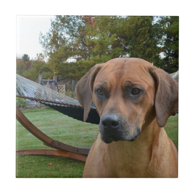 Cute Rhodesian Ridgeback Tile (Front)