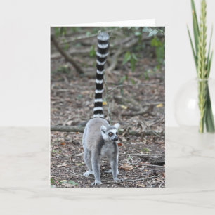 Cute Ring-Tailed Lemur Photo Card
