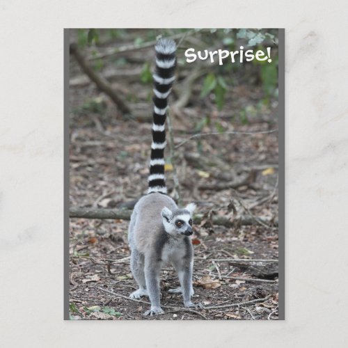 Cute Ring_Tailed Lemur Photo Postcard