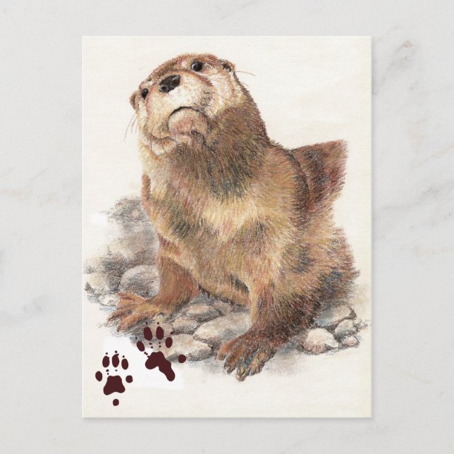Cute River Otter, Animal and Tracks, Natue Postcard (Front)