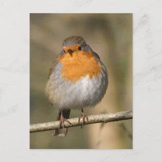 Cute Robin Close Up DIY Postcard