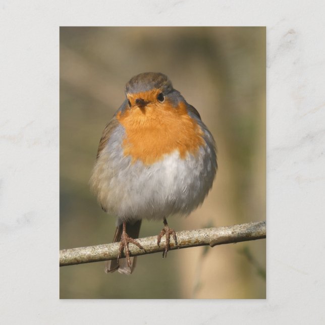 Cute Robin Close Up DIY Postcard (Front)