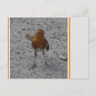 Cute Robin DIY Postcard