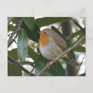 Cute Robin & Green Leaves DIY Postcard