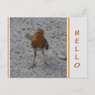 Cute Robin HELLO Postcard