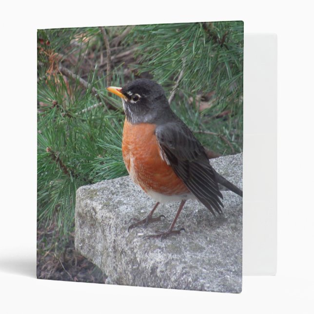 Cute Robin In Garden Photo Binder (Front/Inside)