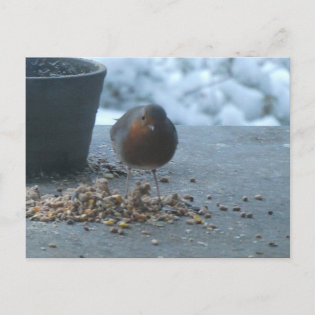 Cute Robin in the Snow DIY Postcard (Front)