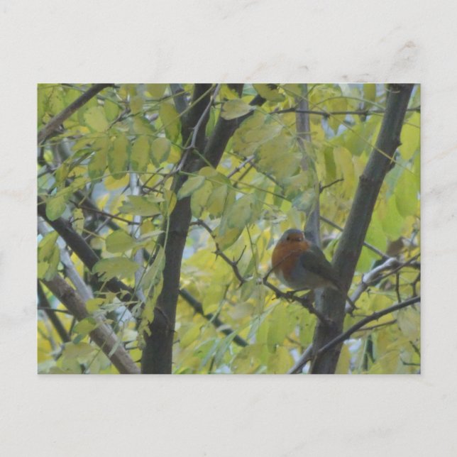 Cute Robin in Tree DIY Postcard (Front)