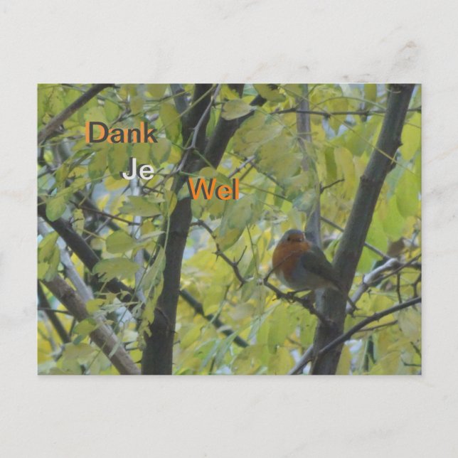 Cute Robin in Tree Thank You Postcard (Front)