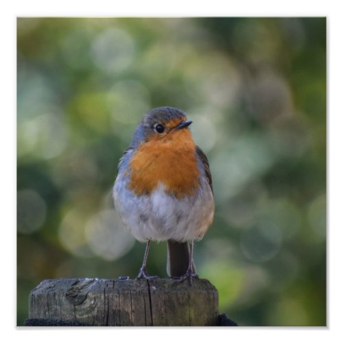 Cute Robin Photo Print