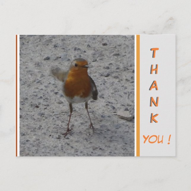 Cute Robin THANK YOU Postcard (Front)