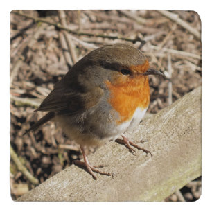 CUTE ROBIN TRIVET