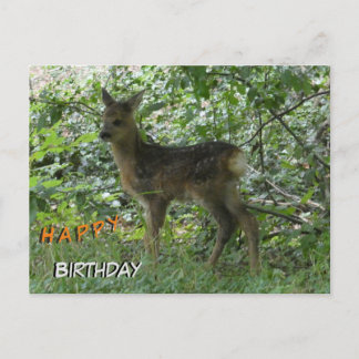 Cute Roe Deer in Forest Cust. Birthday Postcard