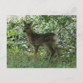 Cute Roe Deer in the Forrest DIY Postcard