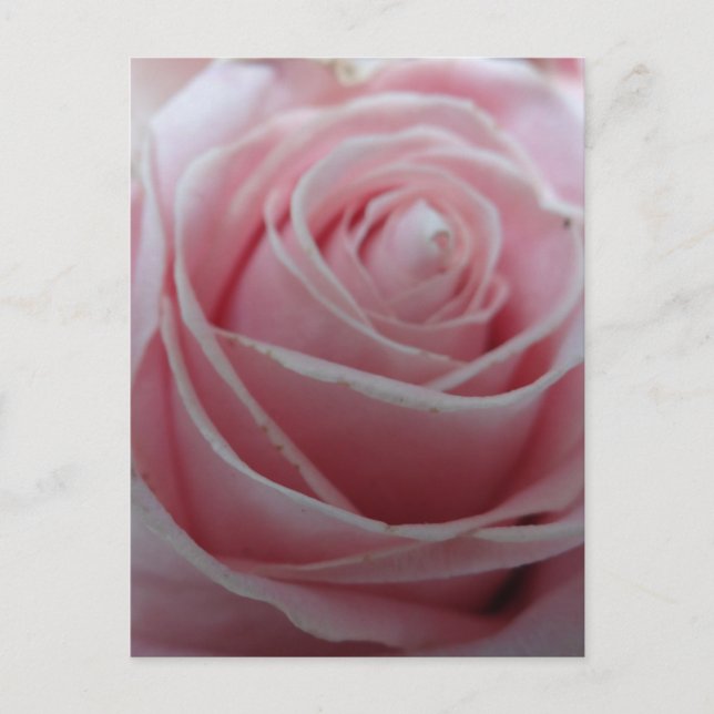 Cute Rose Flower Postcard (Front)