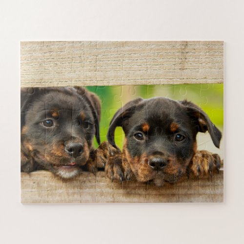 Cute Rottweiler Puppies Dog Animal Nature Jigsaw Puzzle