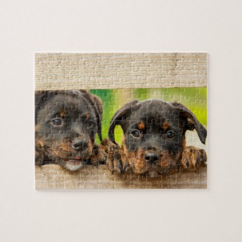 Cute Rottweiler Puppies Dog Animal Nature Jigsaw Puzzle