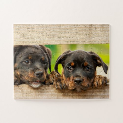 Cute Rottweiler Puppies Dog Animal Nature Jigsaw Puzzle