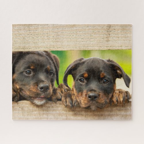 Cute Rottweiler Puppies Dog Animal Nature Jigsaw Puzzle