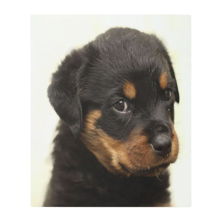 Cute Rottweiler Puppy Gift Metal Print | Zazzle Cute Rottweiler Puppy Gift Metal Print | Zazzle