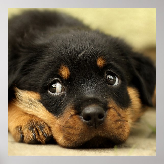 Cute rottweiler puppy poster (Front)