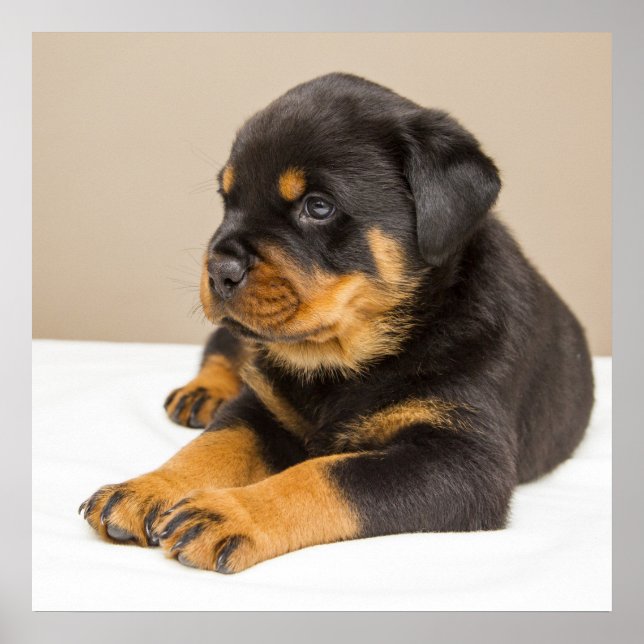 Cute rottweiler puppy poster (Front)