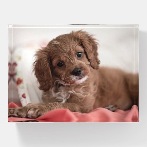 Cute Ruby Cavapoo Puppy Dog Paperweight