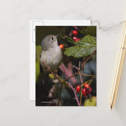 Cute Ruby_Crowned Kinglet Songbird on Bush Postcard