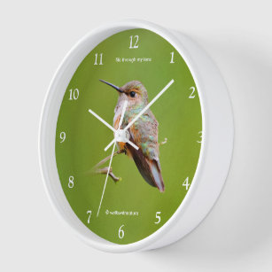 Cute Rufous Hummingbird on California Lilac Clock