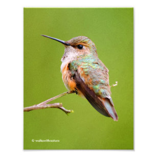 Cute Rufous Hummingbird on California Lilac Photo Print