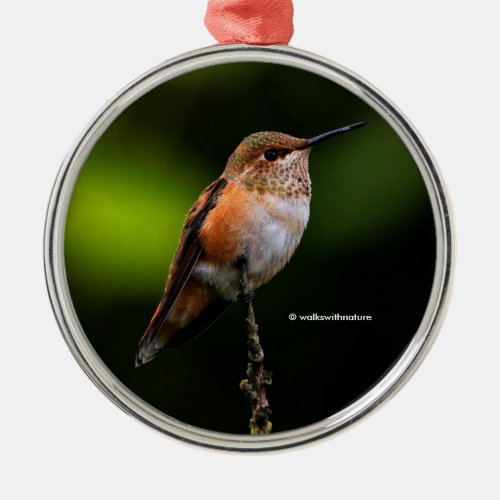Cute Rufous Hummingbird on Fruit Tree Metal Ornament
