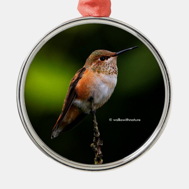 Cute Rufous Hummingbird on Fruit Tree Metal Ornament (Front)