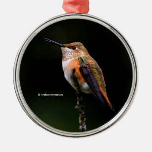 Cute Rufous Hummingbird on Fruit Tree Metal Ornament