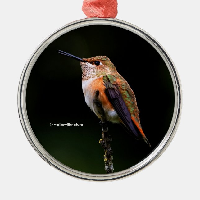 Cute Rufous Hummingbird on Fruit Tree Metal Ornament (Front)