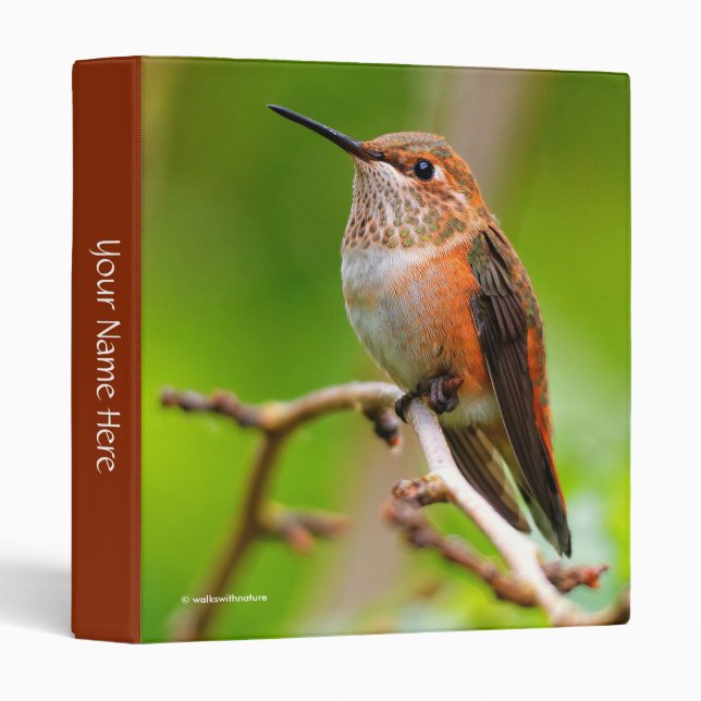 Cute Rufous Hummingbird on Plum Tree Branch 3 Ring Binder (Front/Spine)