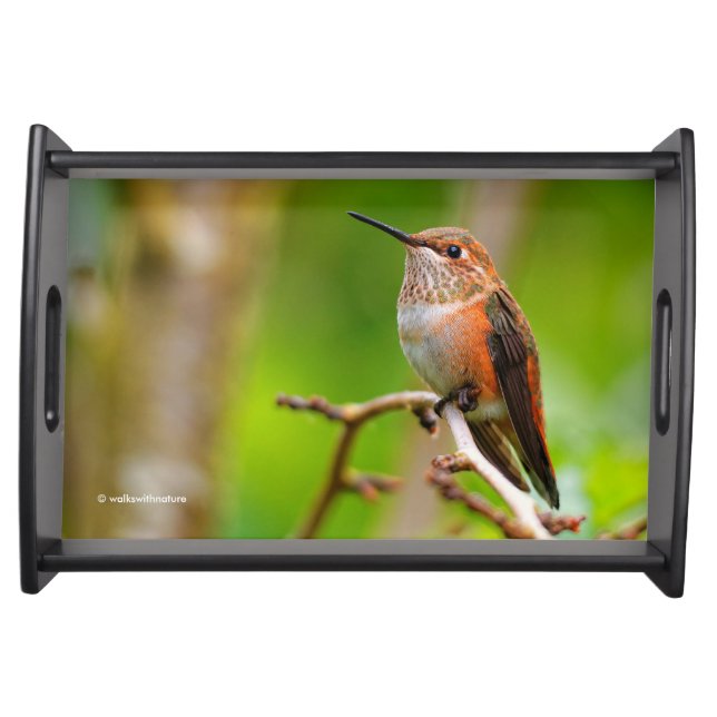 Cute Rufous Hummingbird on Plum Tree Branch Serving Tray (Front)