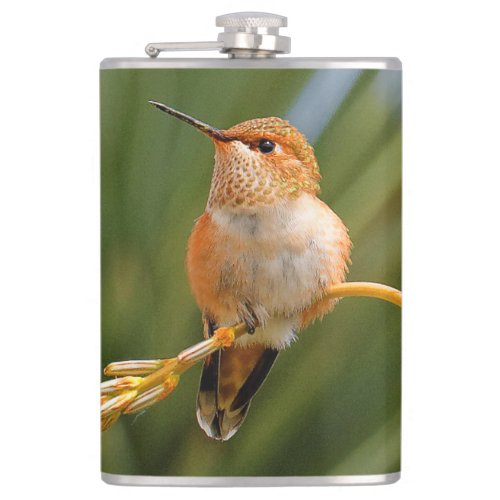 Cute Rufous Hummingbird Perched on Flower Flask
