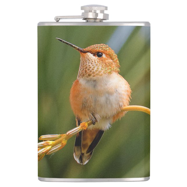 Cute Rufous Hummingbird Perched on Flower Flask (Front)