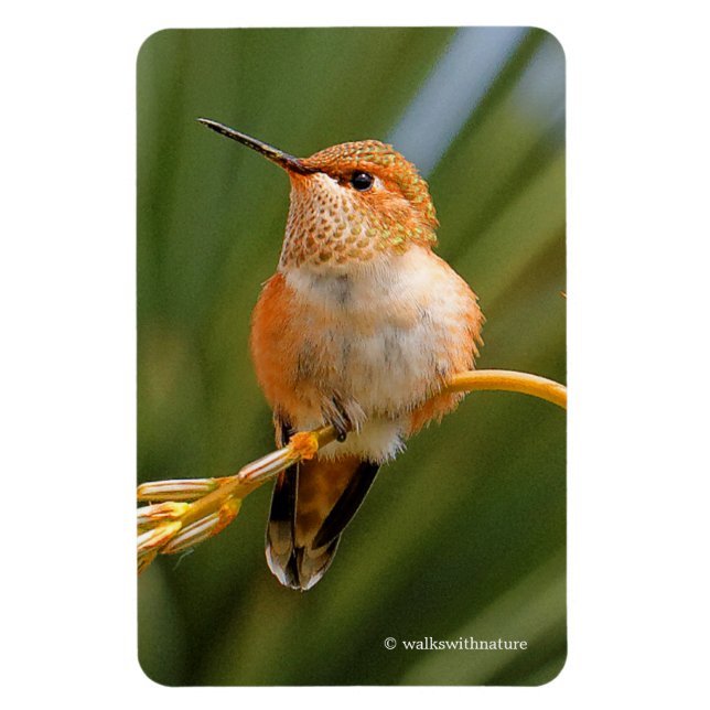 Cute Rufous Hummingbird Perched on Flower Magnet (Vertical)