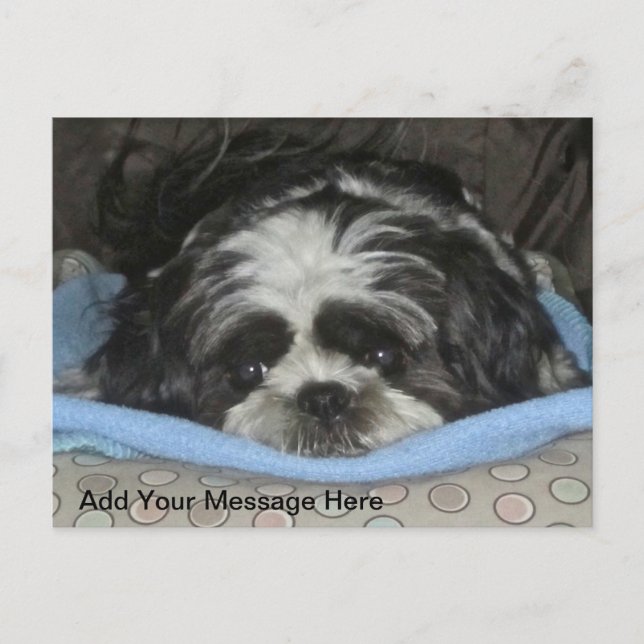 Cute Sad Eyed Shih Tzu Puppy Postcard (Front)