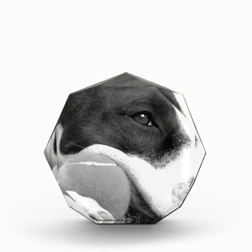 cute sad looking pitbull dog black white with ball acrylic award