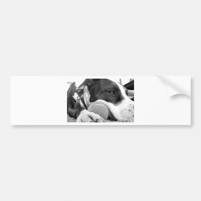 cute sad looking pitbull dog black white with ball bumper sticker (Front)