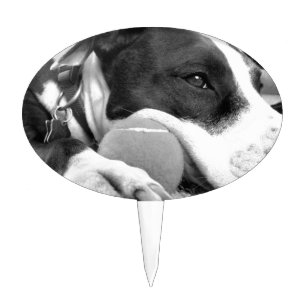 cute sad looking pitbull dog black white with ball cake topper
