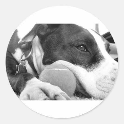 cute sad looking pitbull dog black white with ball classic round sticker