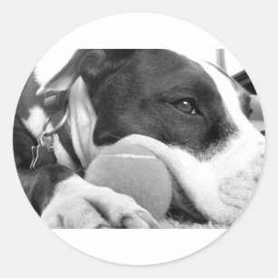 cute sad looking pitbull dog black white with ball classic round sticker